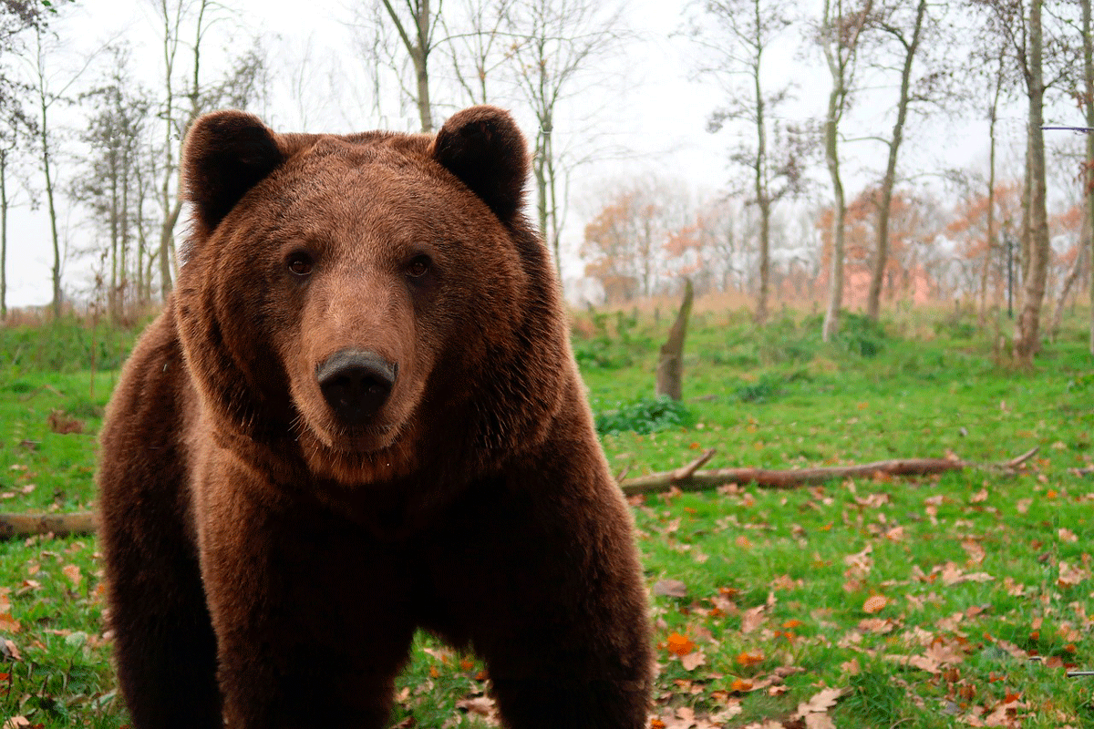 Ввели даже 