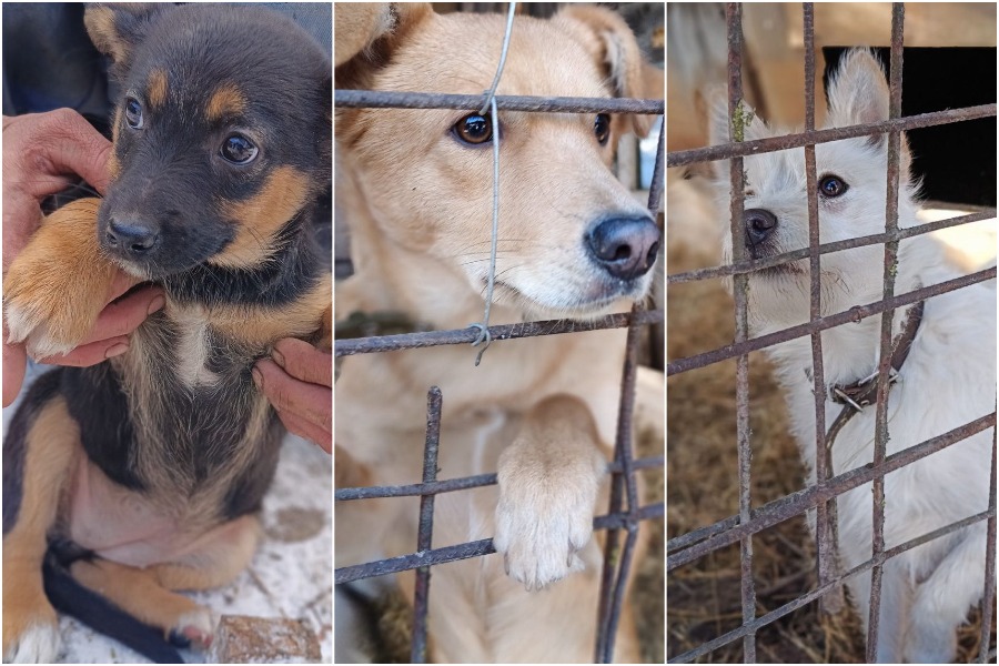 Почти пять десятков собак остались без хозяина