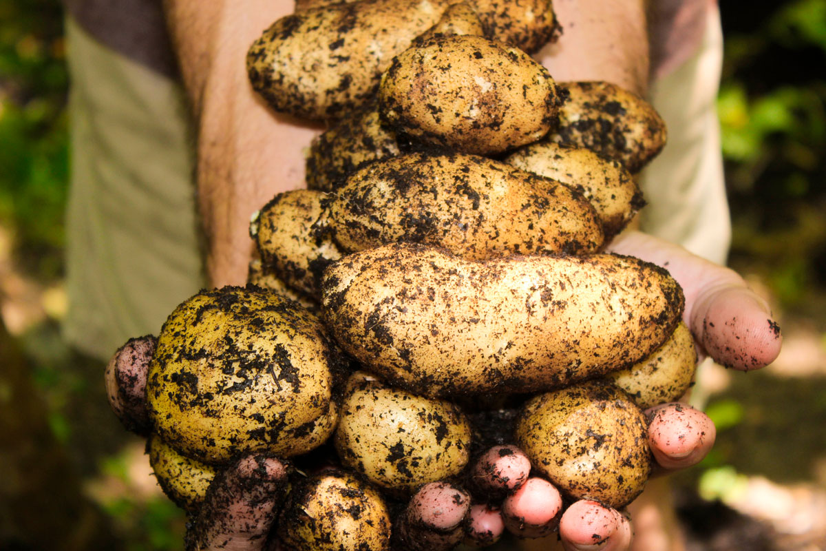 Когда сажать картошку в мае: называем самые благоприятные даты