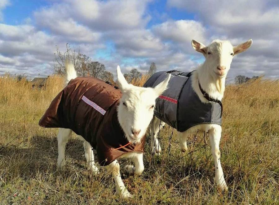 Белоруска ушла из найма, чтобы шить одежду для животных
