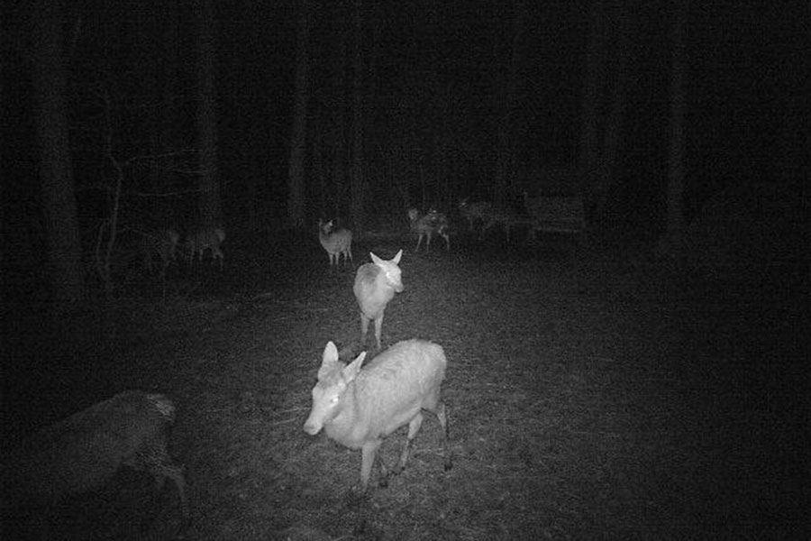 Ночной "междусобойчик" лесных животных
