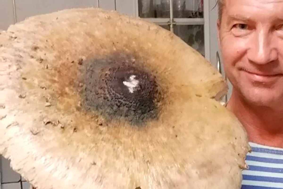 Настоящий зонтик: в Вилейке нашли гриб-великан