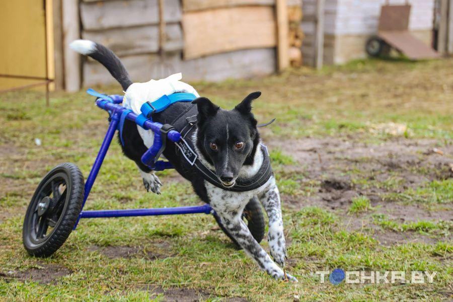 Девушка с инвалидностью спасает парализованных животных и делает им коляски