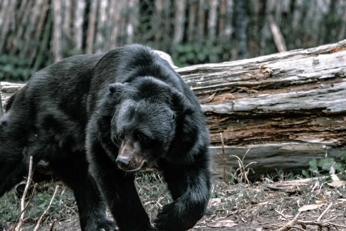 Медведь позвонил в дверь жительницы Южной Каролины