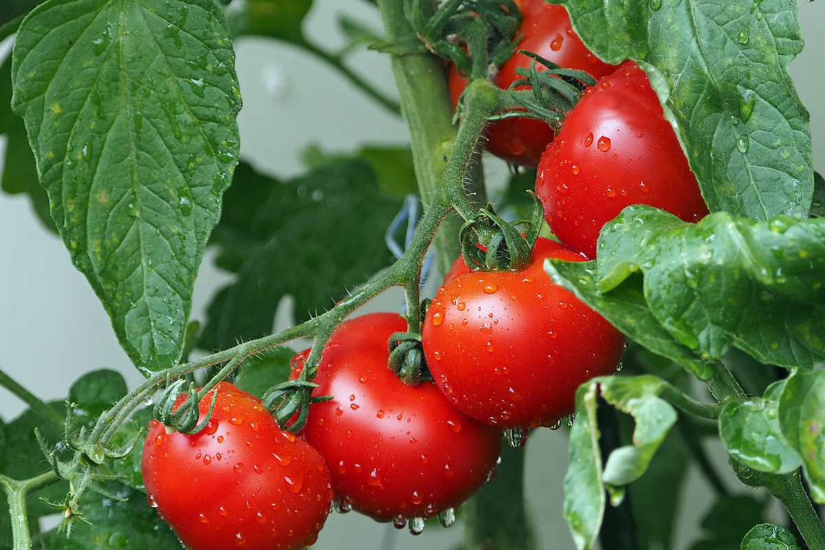 Почему у томатов опадают цветы и завязи в теплице: причины и способы решения