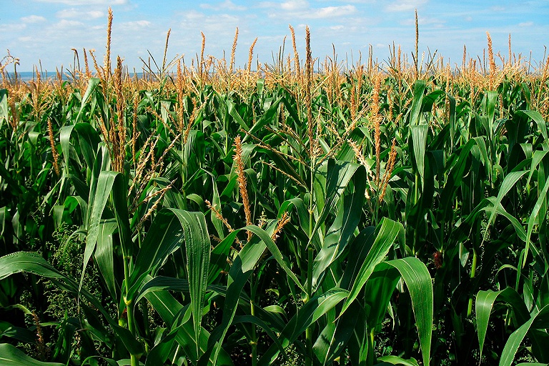Лукашенко предложил аграриям разобраться, что им надо от кукурузы
