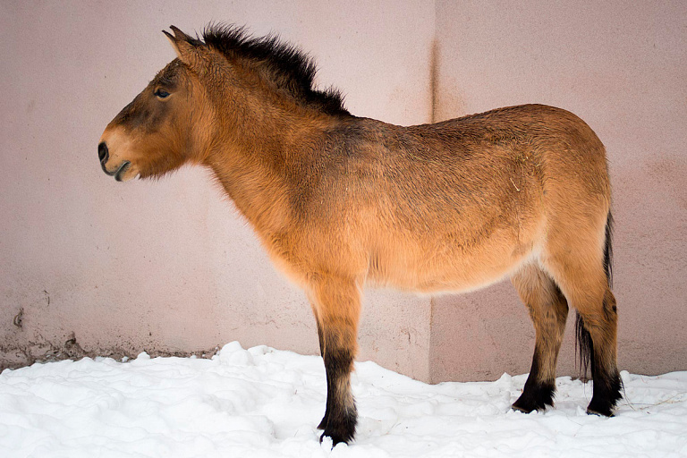 Лошадь Пржевальского внесли в Красную книгу Беларуси