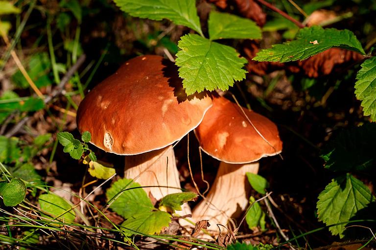 Съедобные грибы также могут быть ядовитыми: никогда не делайте этого |  tochka.by