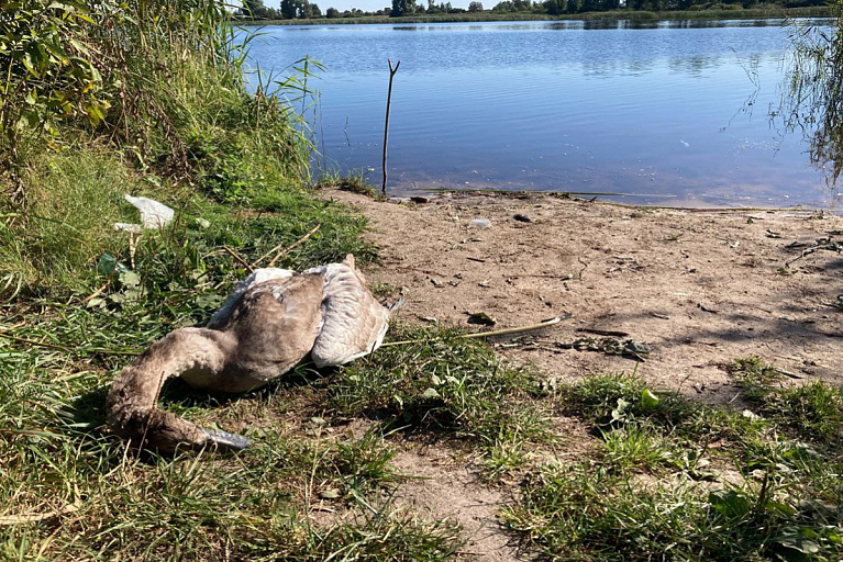 В Гомельской области погиб годовалый лебеденок – что произошло