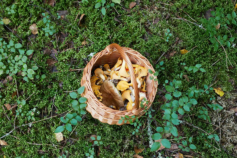 Почти в трети грибов на юге Брестской области нашли превышение цезия-137