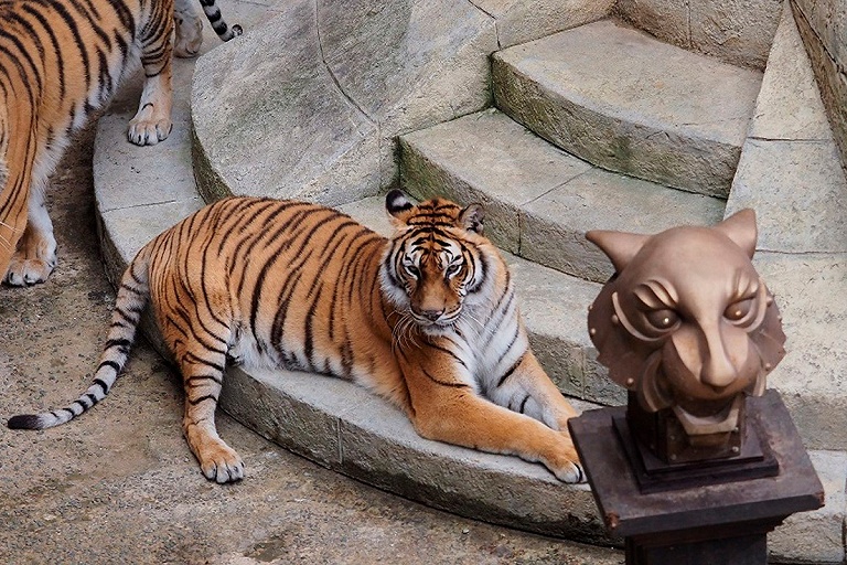 Тигров в шоу "Форт Боярд" заменят виртуальными 3D-моделями