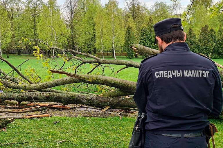 СК: в Минске упавшее из-за ветра дерево убило женщину