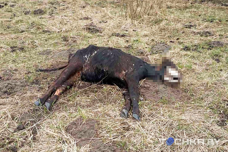Из-за паводка под Туровом гибнут туроподобные быки, которых завезли из Латвии