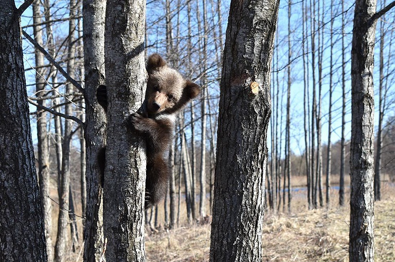 Как выглядит медвежонок-сирота, поселившийся в сторожке нацпарка на Браславах