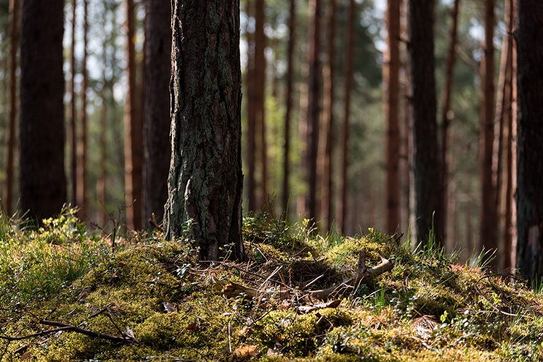 Ответ на рост цен: власти Польши разрешили собирать хворост в лесах