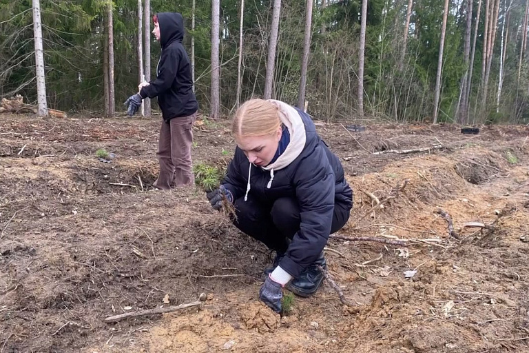 Студенты МГЛУ высадили 4000 деревьев в Жодинском лесничестве