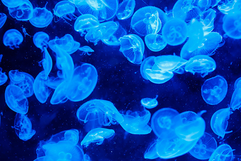 Скоро в океане будут доминировать медузы, предупреждают ученые