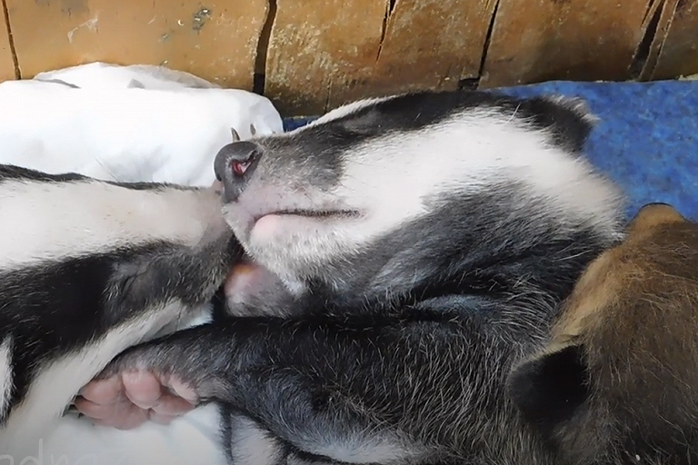 В Гродненском зоопарке "приемные" барсучата спят в обнимку с лисятами - видео
