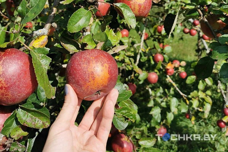Почему яблони лучше сажать осенью: совет садовода