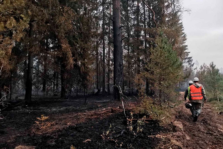 Ограничения на посещение лесов резко сократились в Беларуси – карта