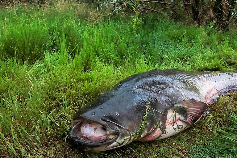В Припяти рыбаки поймали 40-килограммового сома