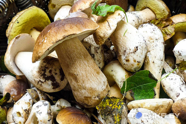 Сушим грибы всего за полчаса – безопасный экспресс-метод