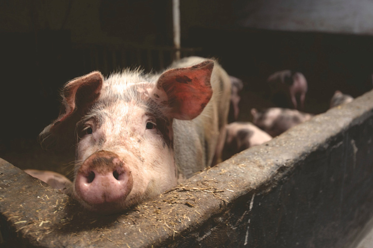 На 4,7% больше свинины планируется произвести в Беларуси за текущий год