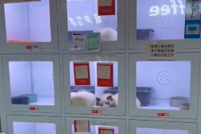 В Китае установили автоматы по продаже живых котов и собак – видео
