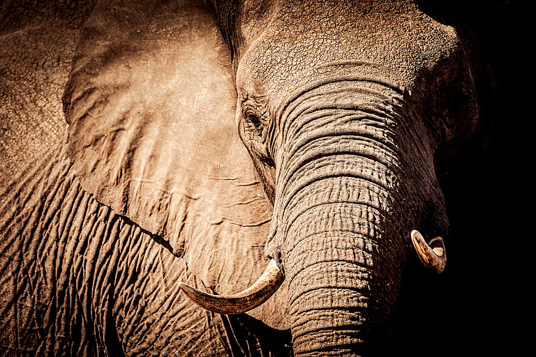 У слона оказалась деформирована спина после 25 лет катания туристов