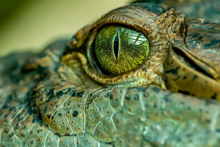 Гроза крокодилов: окаменелости гигантской 15-метровой змеи нашли в Индии