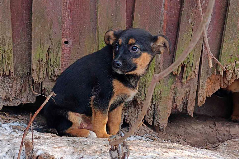 Десятки собак остались без хозяина: волонтеры срочно ищут им новый дом