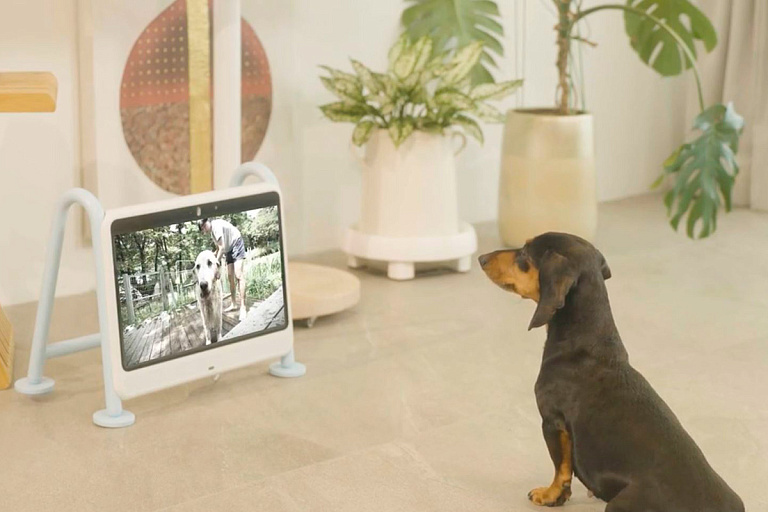 В Южной Корее создали специальный телевизор для собак