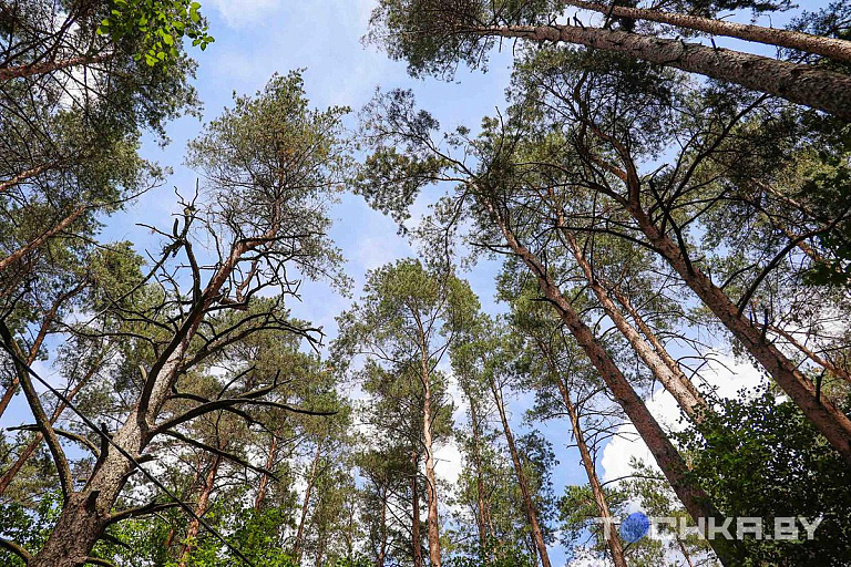 В Беларуси снова вводят ограничения на посещение лесов – узнали, где