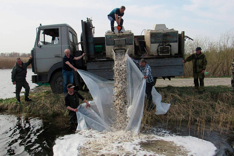 БООР начало весеннее зарыбление социально значимых водоемов