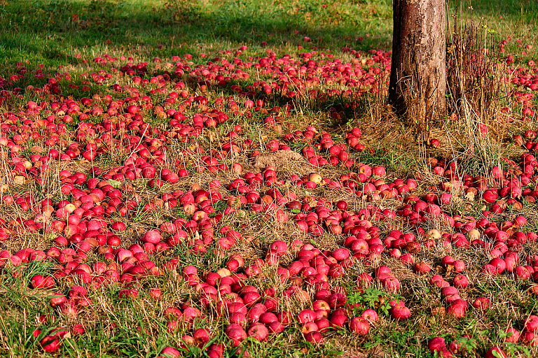 Что произойдет, если опавшие яблоки оставить под деревом