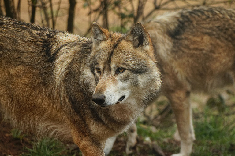 Мишка и пятеро волчат: в Налибокской пуще волки спасали своих малышей – видео