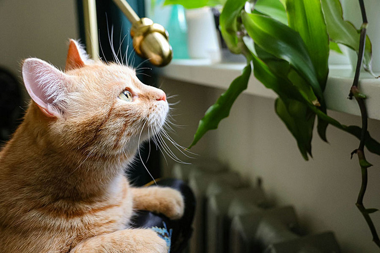 Жизнь Тяпы: кот с необычной болезнью нашел семью