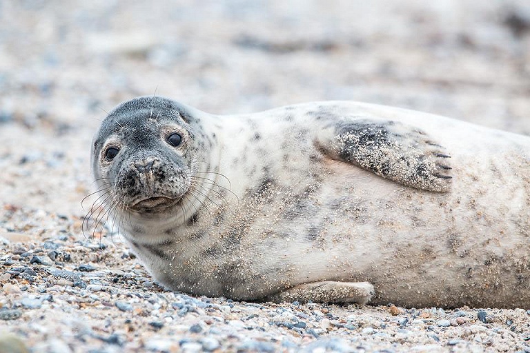 Общительного тюленя отправили на реабилитацию: что нельзя делать туристам 