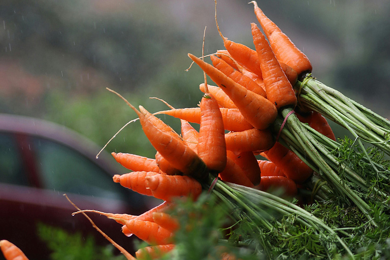 Можно ли сажать рядом морковь и укроп: проверяем совместимость культур