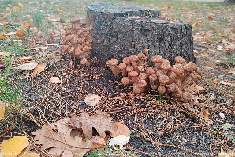 В белорусские леса еще можно сходить за грибами: это место вы точно знаете
