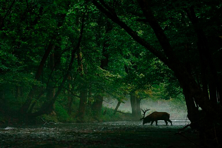 Организация Nature Conservancy назвала лучшие фото дикой природы 2023 года