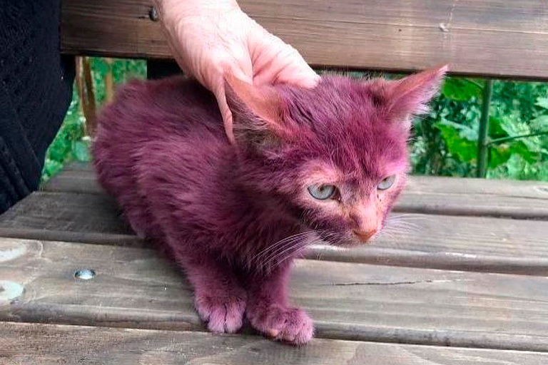 В Минске нашли фиолетового котенка – кто-то над ним издевался | tochka.by