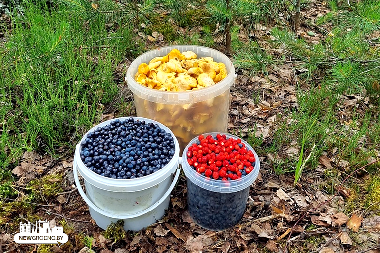 Узнали, как растут грибы и спеют ягоды в белорусских лесах