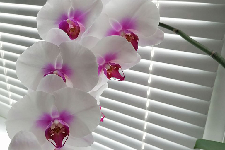 Стоковые фотографии по запросу Дикая орхидея