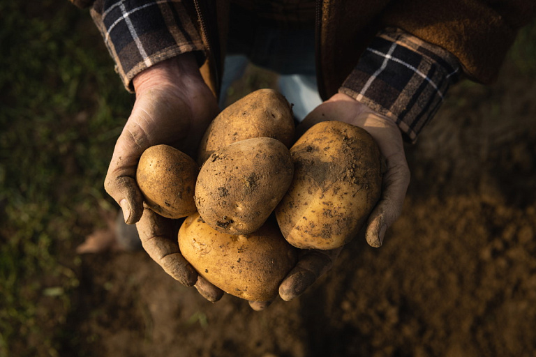 В Минсельхозпроде рассказали, хватает ли белорусам своей картошки