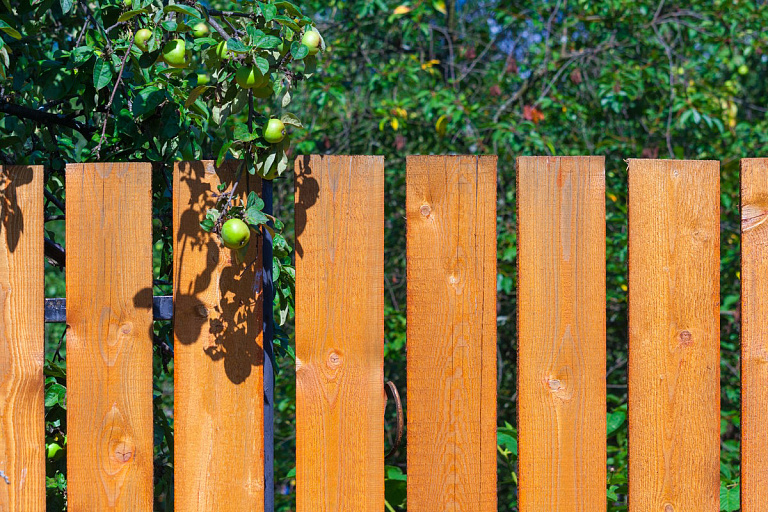 Можно ли рвать соседские яблоки, если ветка дерева свисает на ваш участок