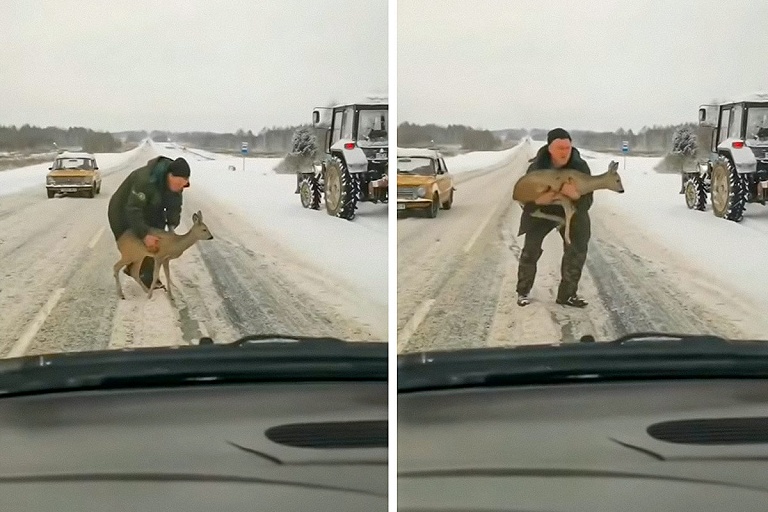 Перерыв на косулю: животное "задумалось" посреди трассы, на помощь пришел тракторист