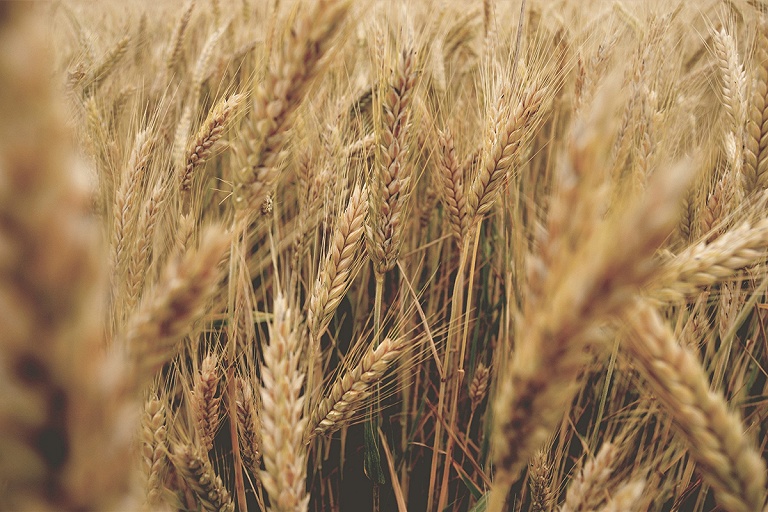 В ЕС считают, что зерна, которое вывозят из Украины, недостаточно
