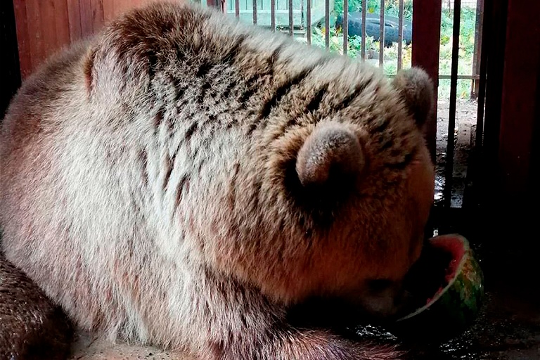 Медведь из Минского зоопарка наконец уснул, с его подругой все сложно