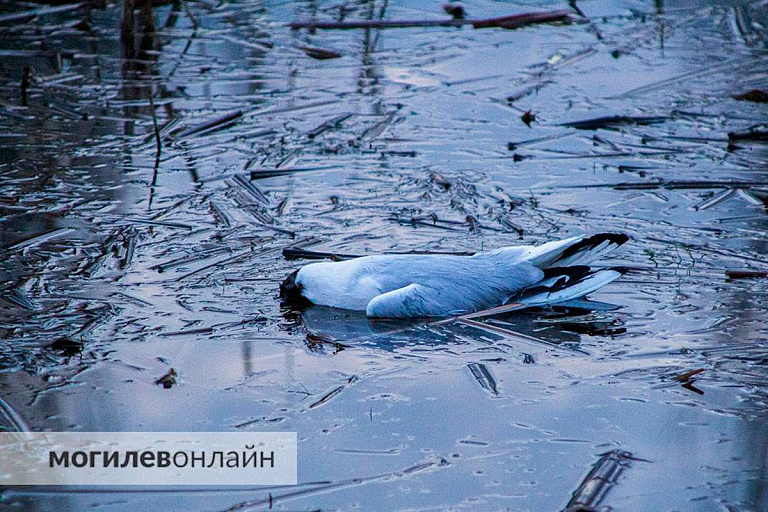 Специалисты выясняют причину массовой гибели чаек на озере в Могилеве